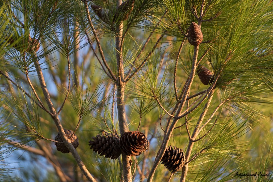 Сосна Пицундская Pinus pityusa