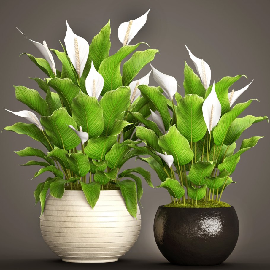 Spathiphyllum wallisii цветок