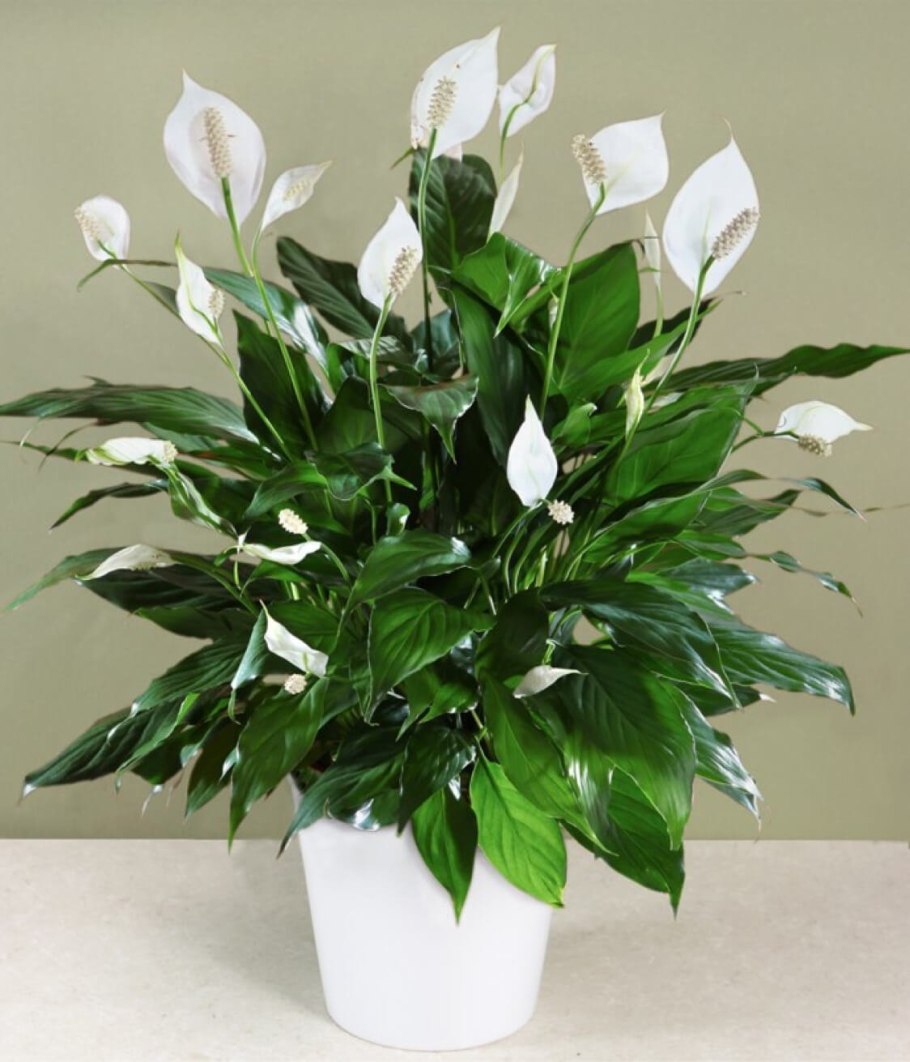 Спатифиллум Уоллиса (Spathiphyllum wallisii)