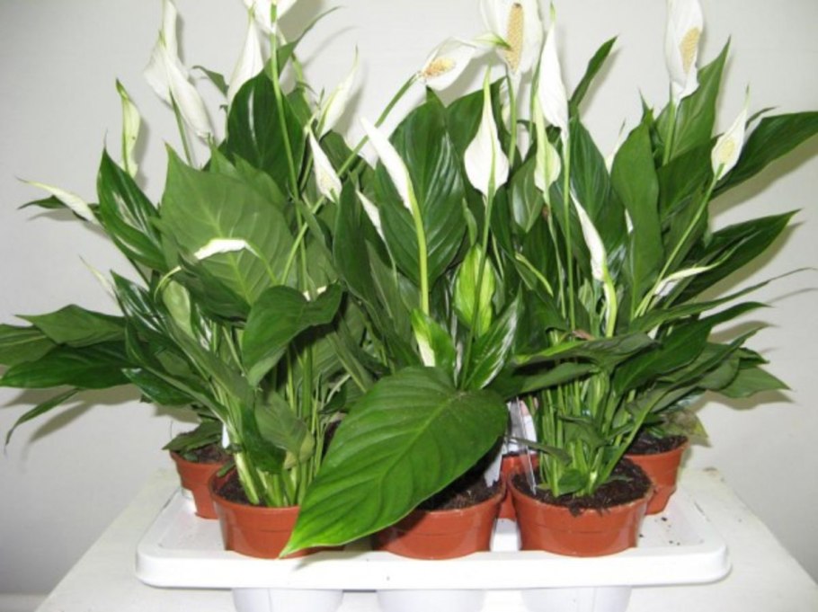 Спатифиллум каннолистный Spathiphyllum cannifolium