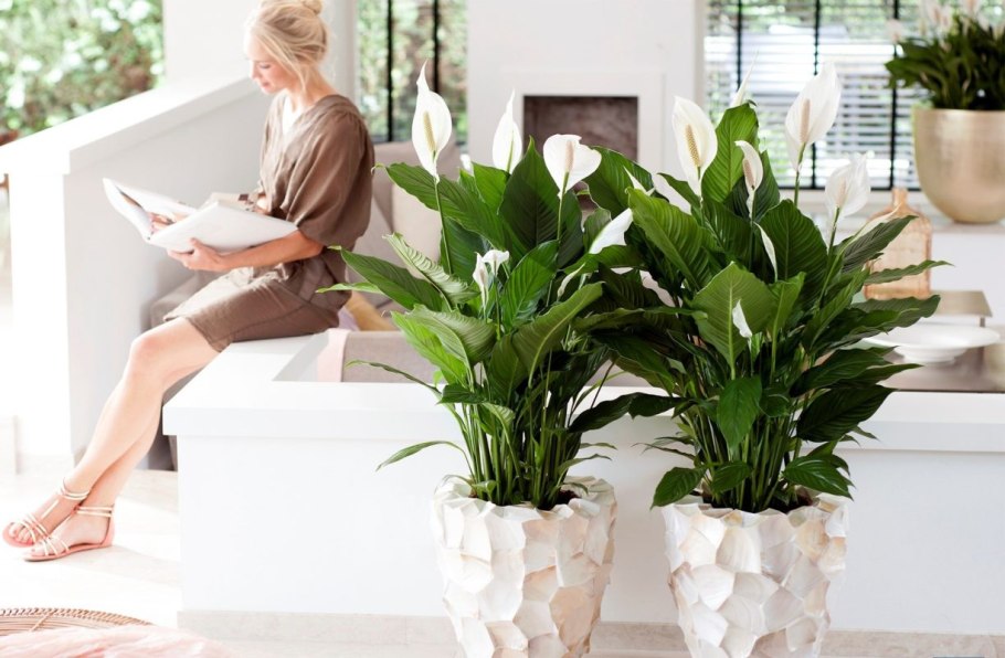 Спатифиллум ложковидный