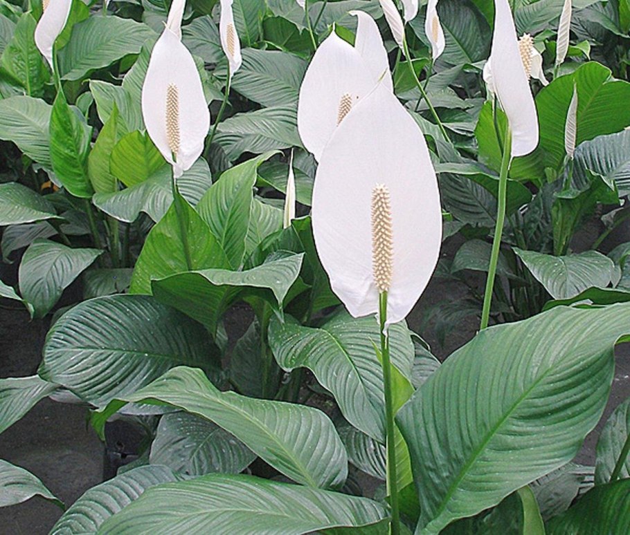 Спатифиллум луковичный