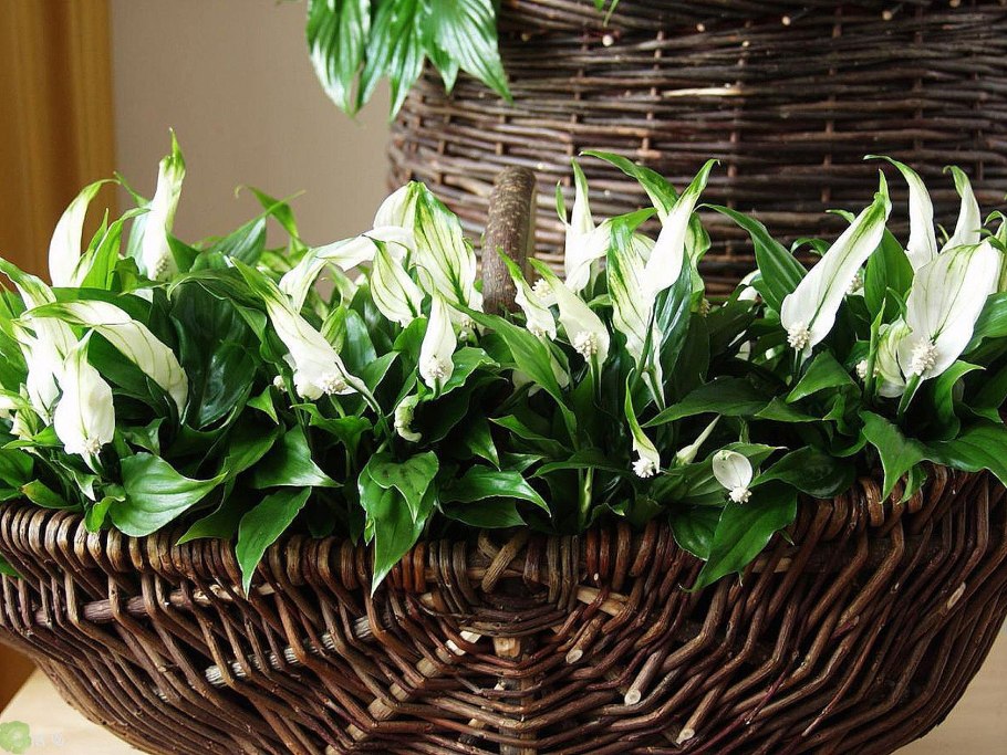 Белокрыльник спатифиллум