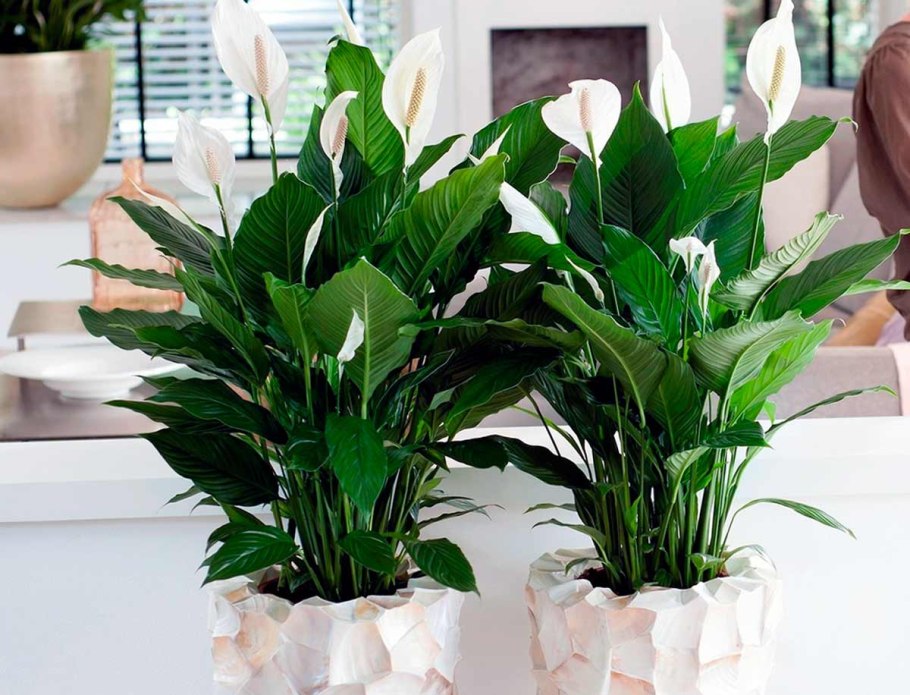 Спатифиллум Альба