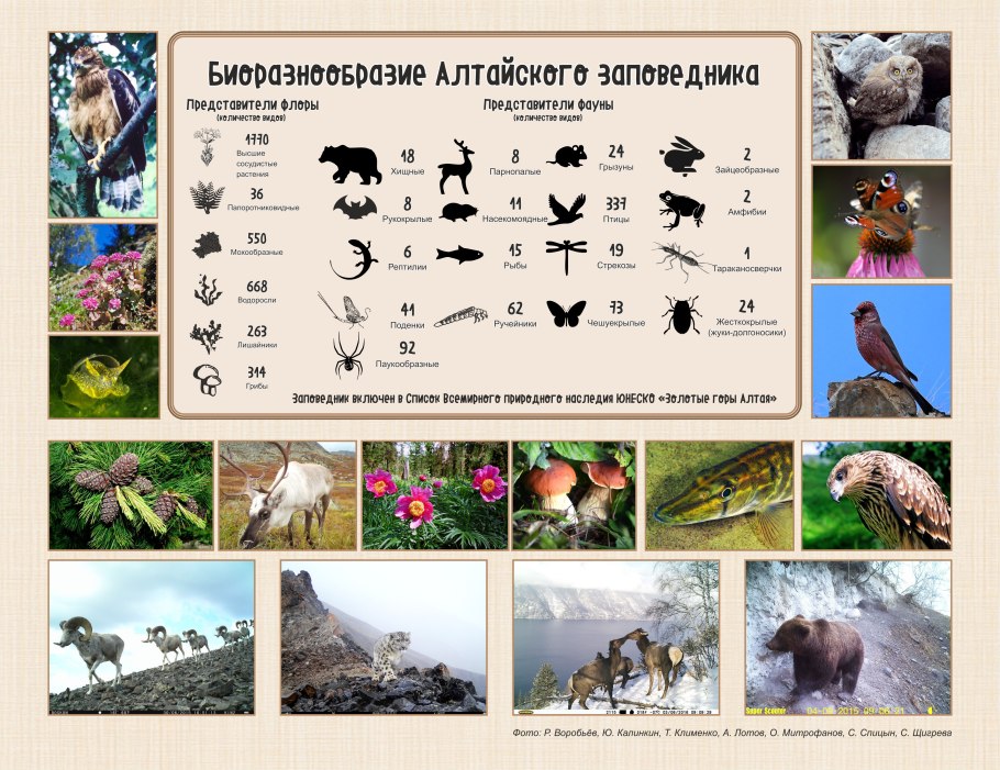 Алтайский заповедник разнообразие Флоры и фауны кратко