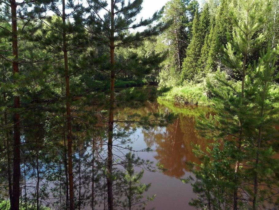 Черневая Тайга