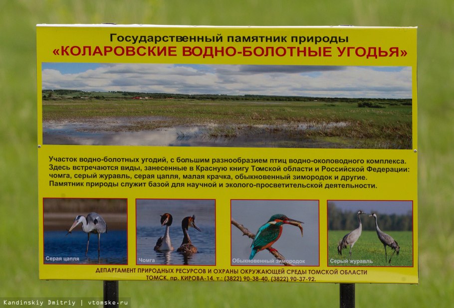 Разнообразие природы Томской области