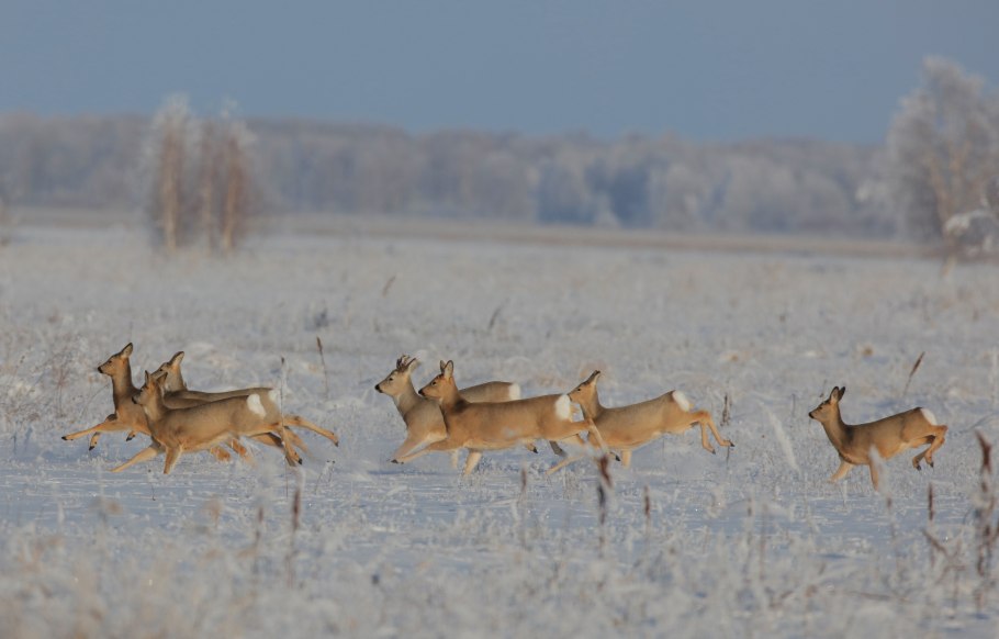 Кирзинский заказник