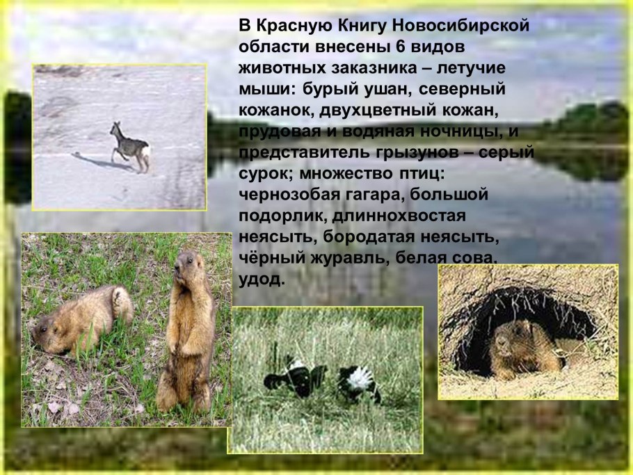 Животные Новосибирской области занесенные в красную книгу