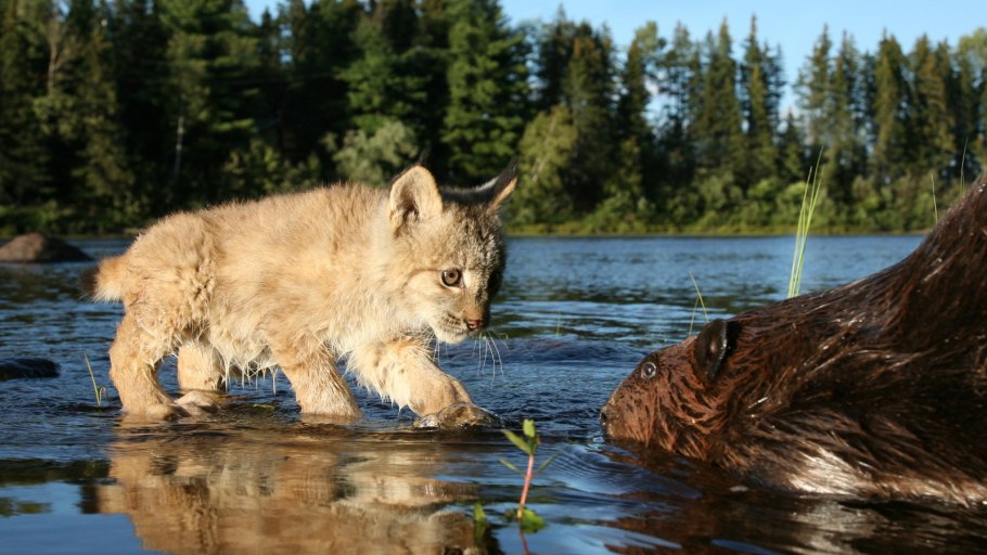 Водлозерский национальный парк рыбы