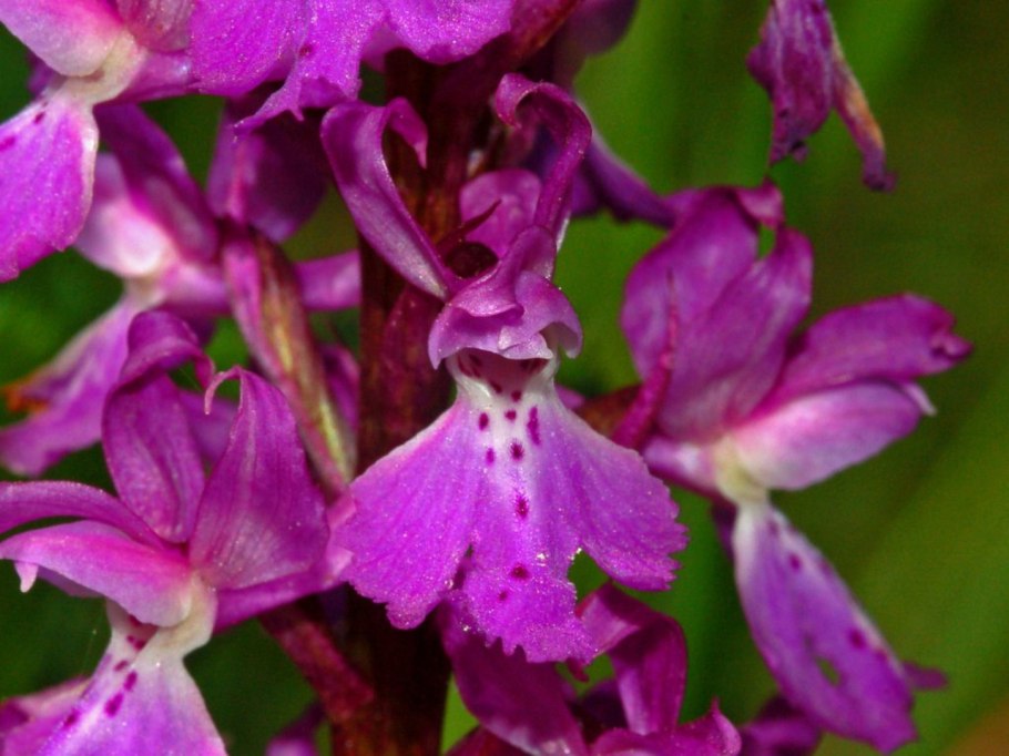Ятрышник шлемоносный (Orchis militaris),