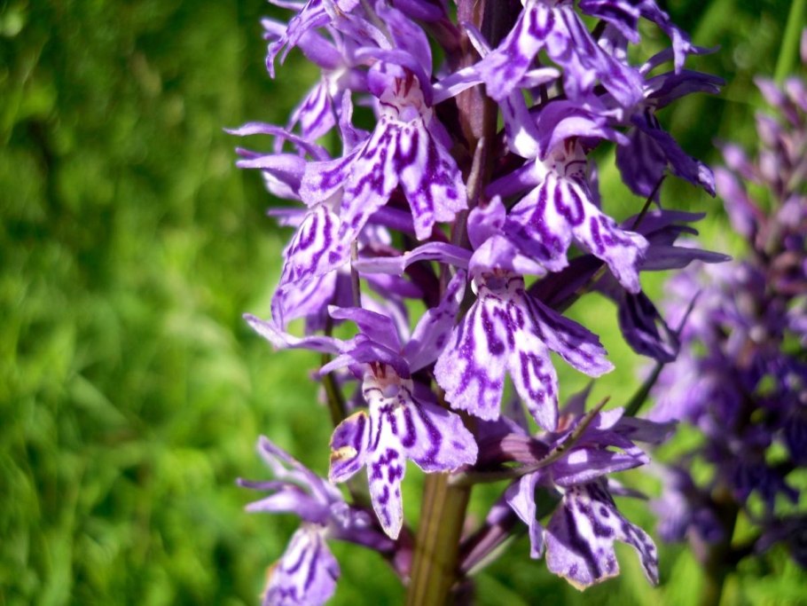 Ятрышник шлемоносный (Orchis militaris),