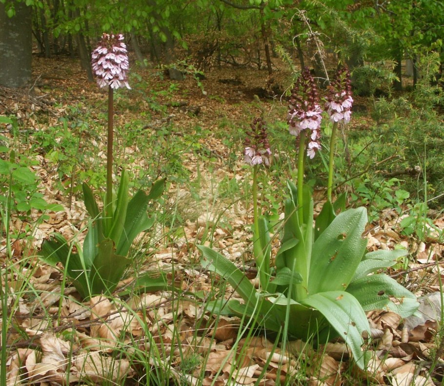 Dactylorhiza maculata
