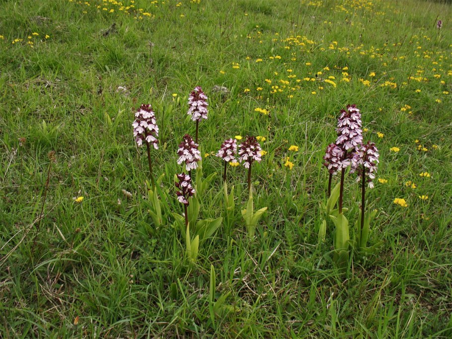 Ятрышник итальянский (Orchis Italica)