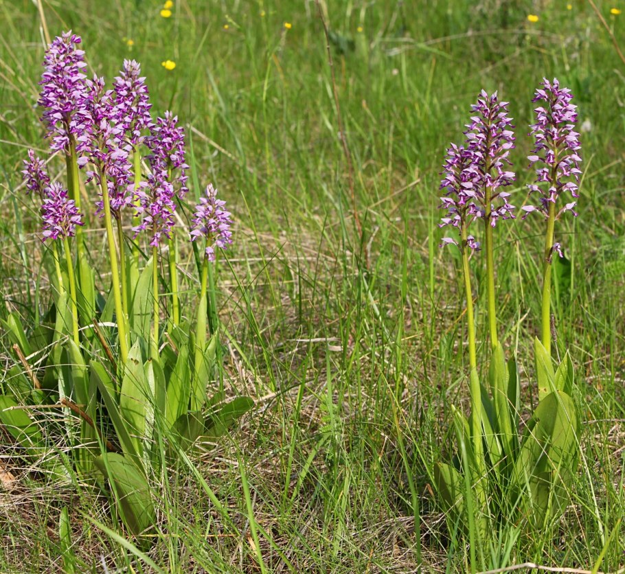 Ятрышник шлемоносный (Orchis militaris),