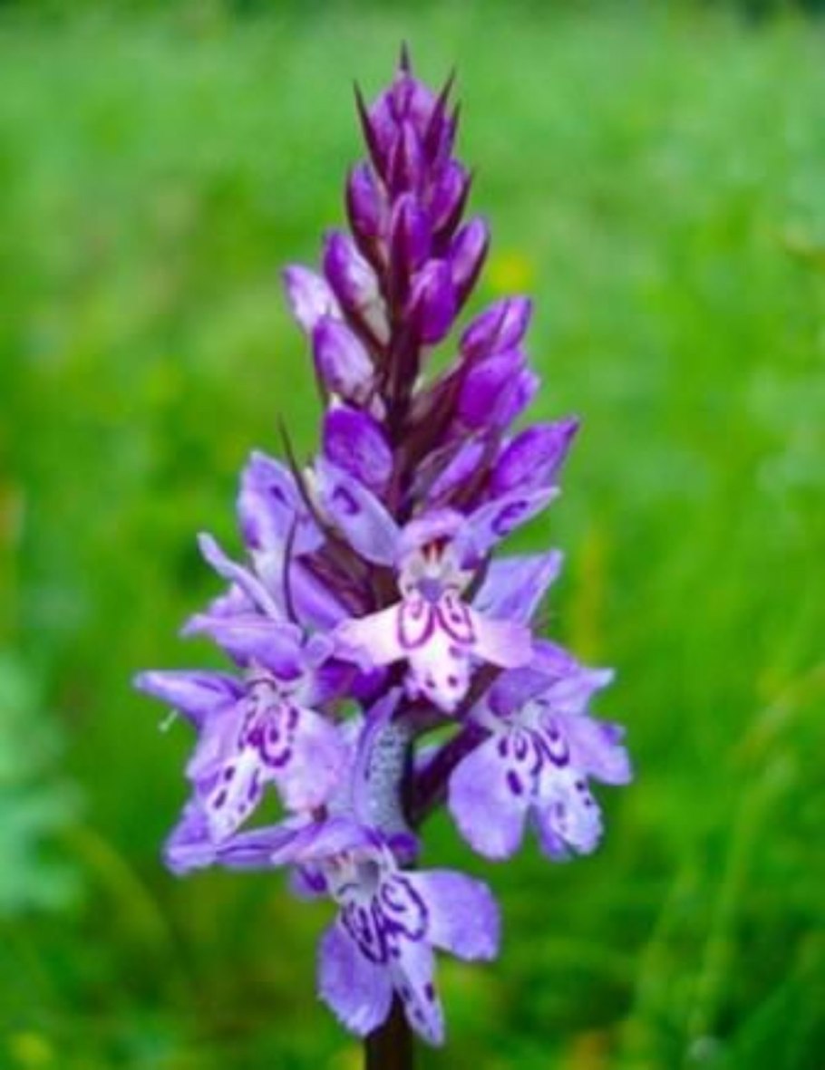 Ятрышник шлемоносный (Orchis militaris),