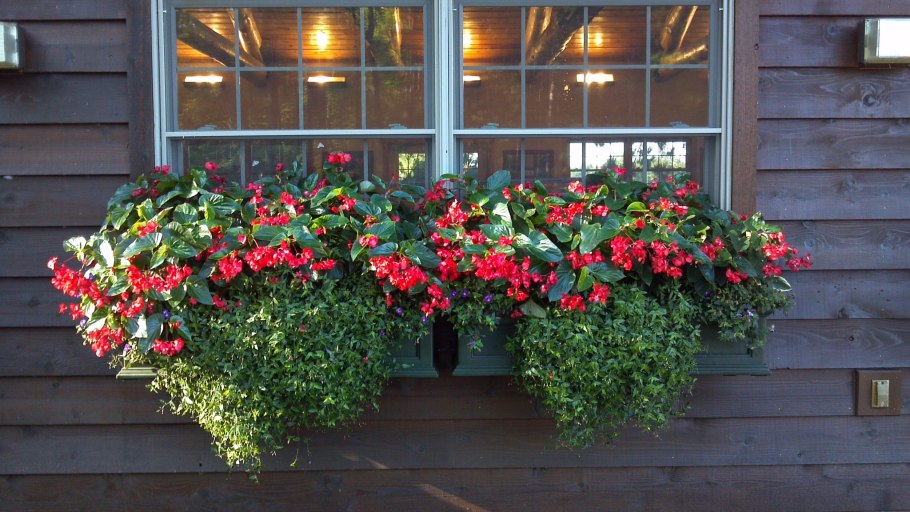 Бегония на балконе