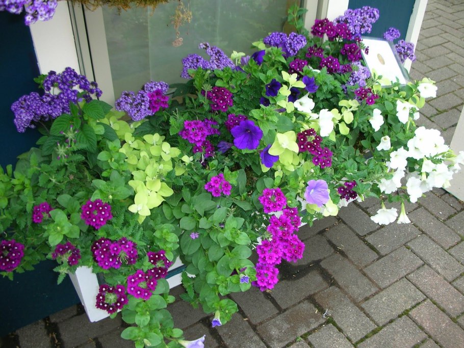 Гелиотроп Вербена