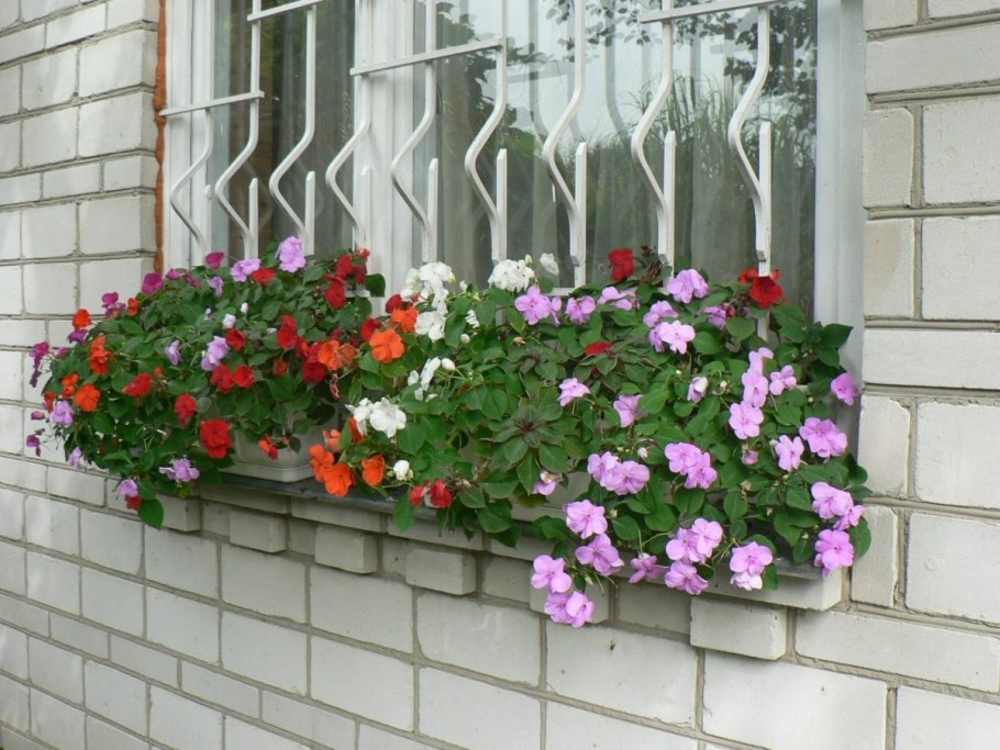 Бальзамин на балконе