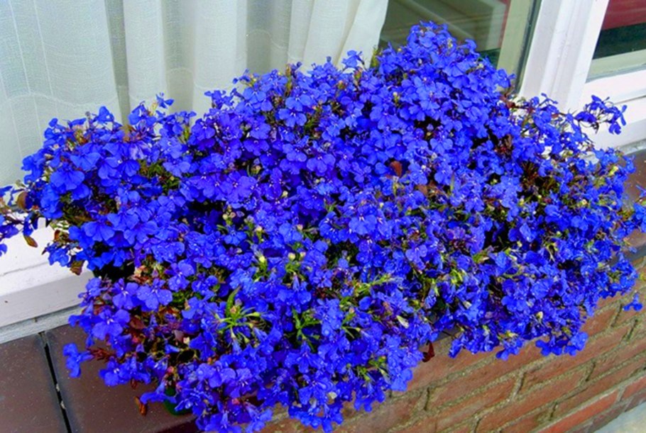 Лобелия ампельная синий Каскад