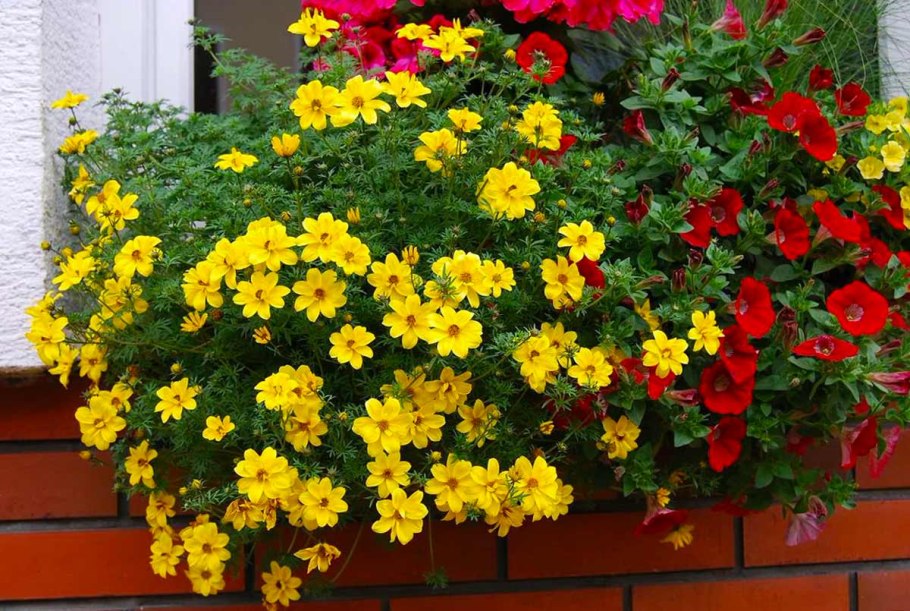 Биденс Yellow Charm