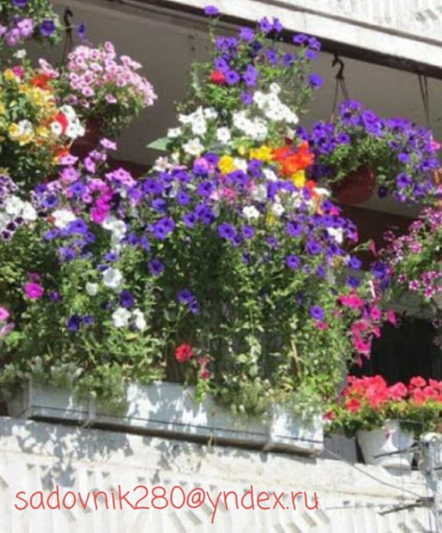 Петуньи цветы на балконе