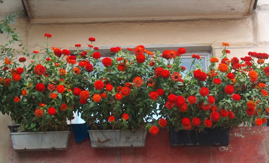 Цинии и бархатцы в кашпо на балконе