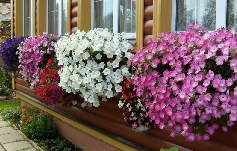 Каскадная петуния рассада