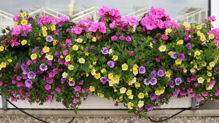 Петуния ампельная Садовая красавица