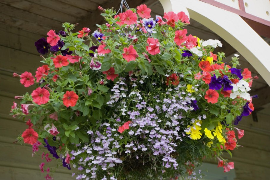 Лобелия ампельная и петуния