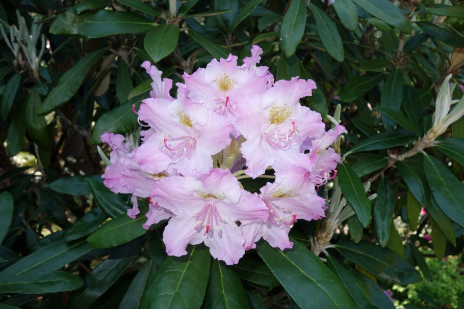 Рододендрон Anah Kruschke