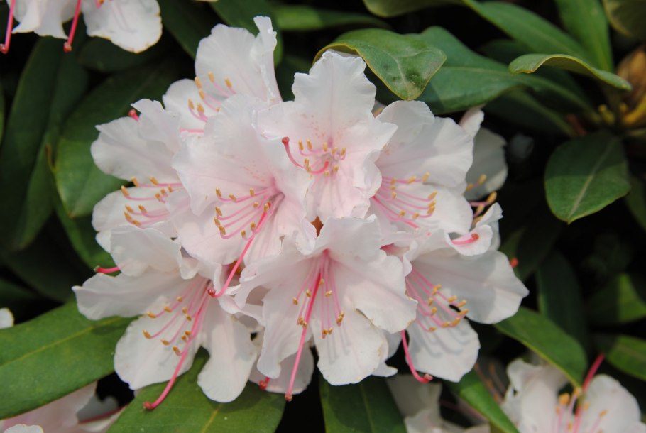 Рододендрон жаксонии