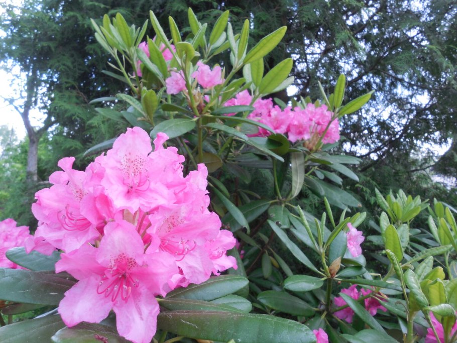 Рододендрон Гаага