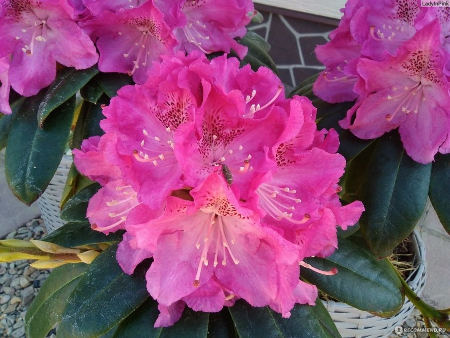 Рододендрон Гаага