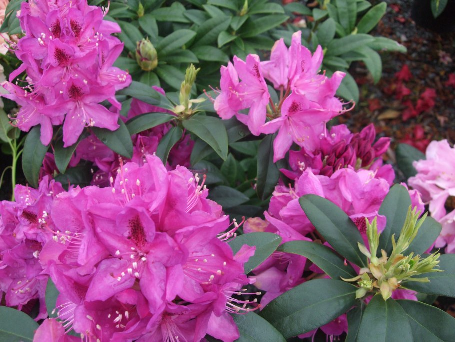 Волжанка и рододендрон