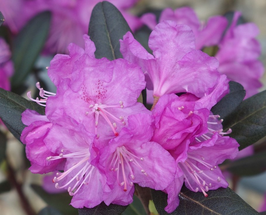 Рододендрон гибридный пурпуреум