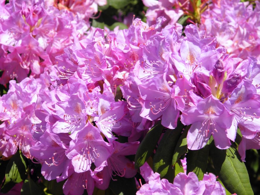 Рододендрон Юнифайер