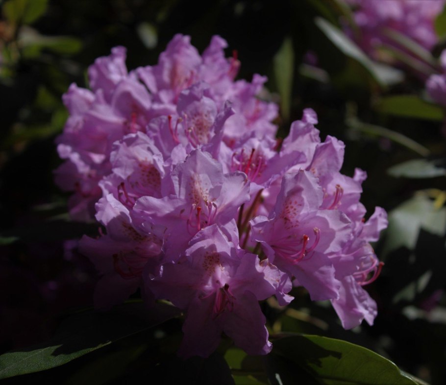 Азалия рододендрон