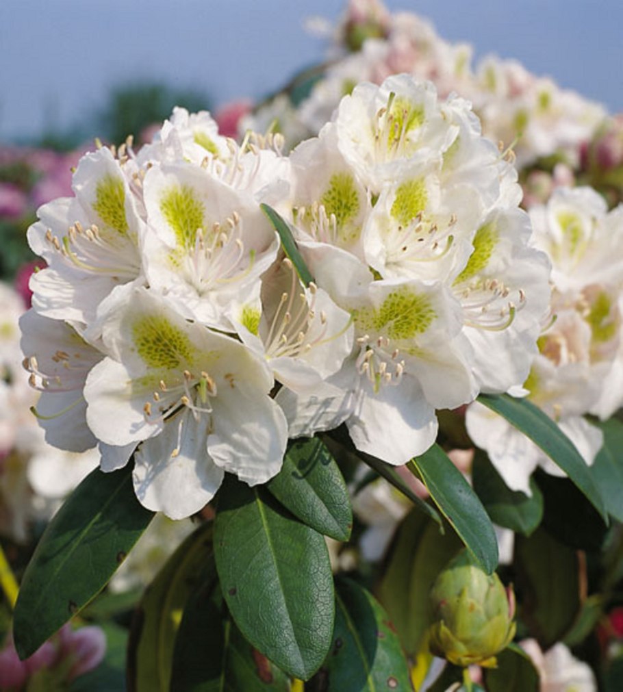 Рододендрон гибридный Карвалхо