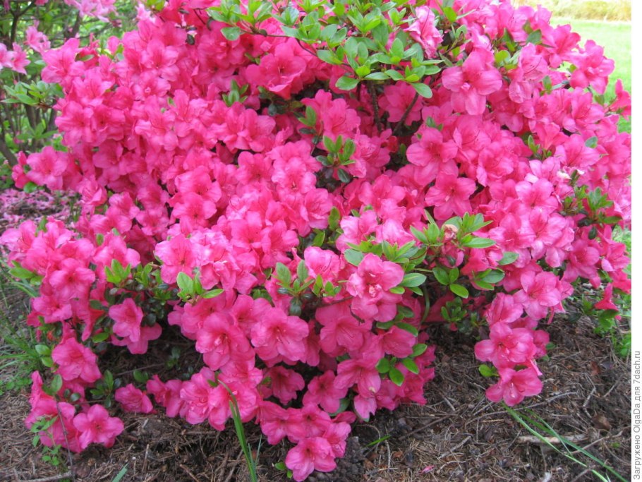 Рододендрон Гаага