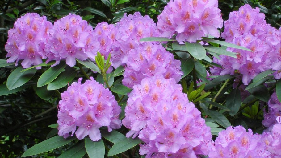 Рододендрон бисмарк