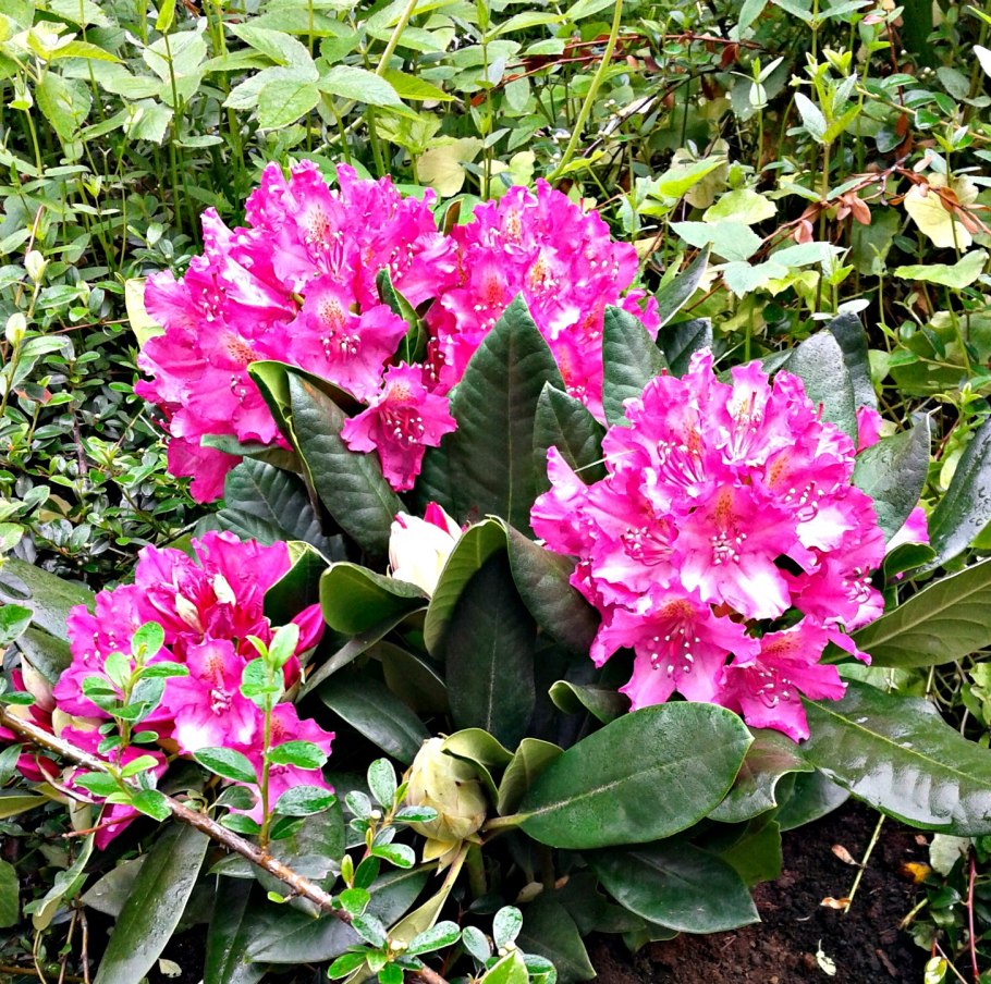 Рододендрон Графито