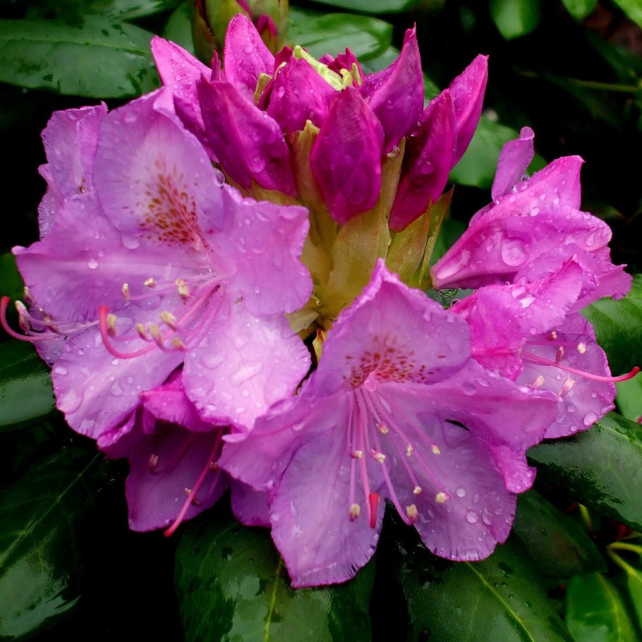 Рододендрон гибридный Энн Линдси