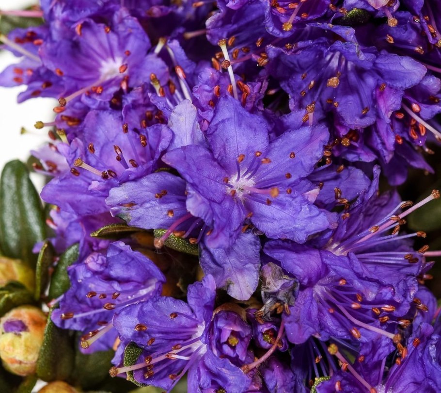 Рододендрон Гаага