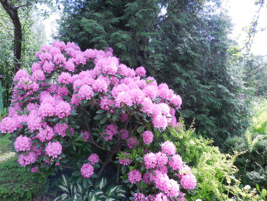 Рододендрон Раджа