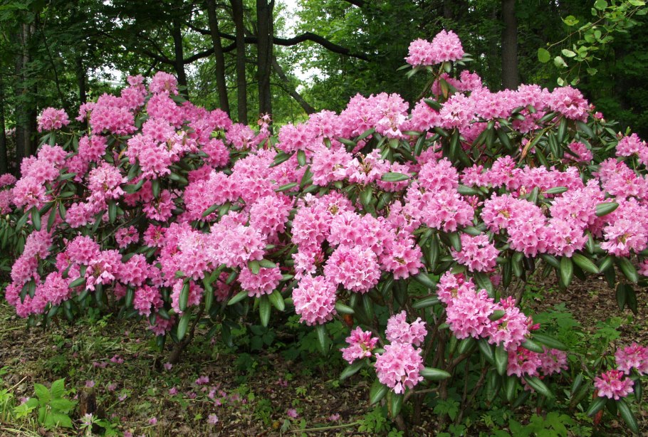 Рододендрон гибридный Гаага