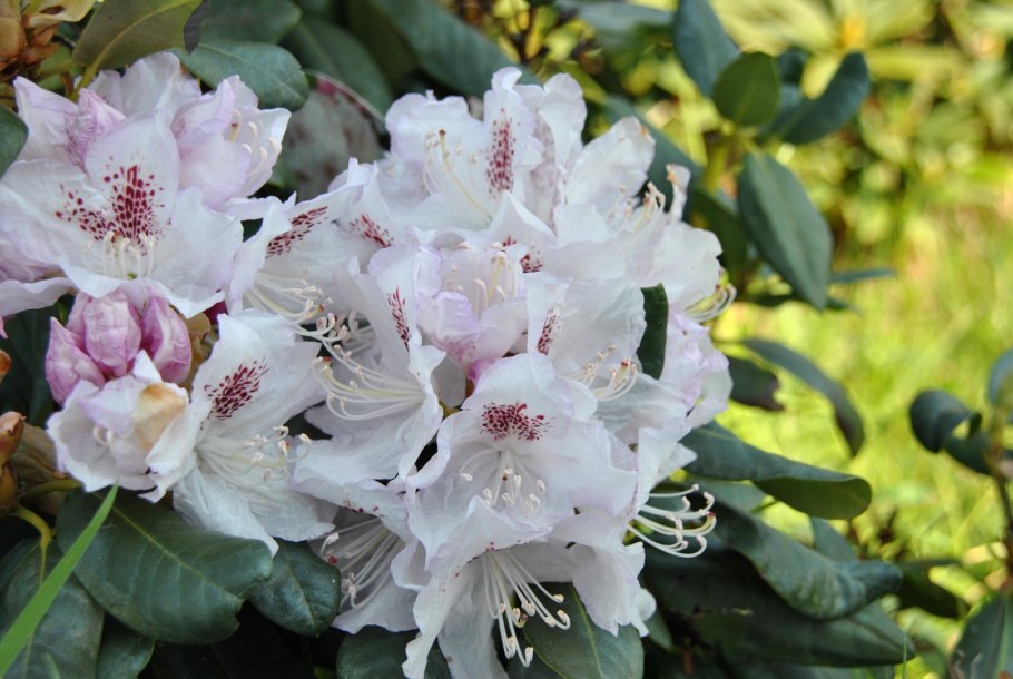Рододендрон вечнозеленый Гаага