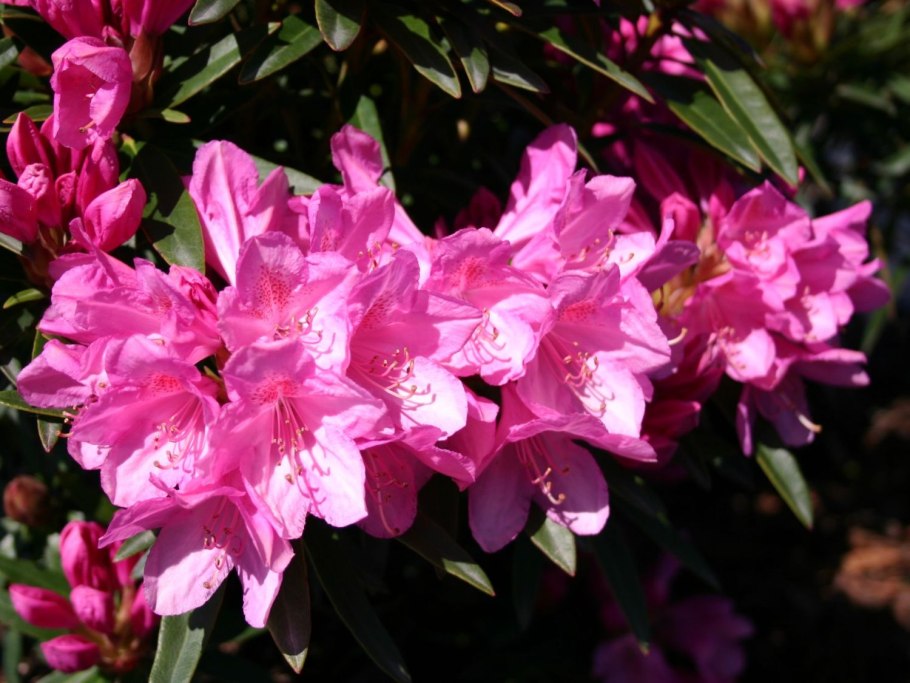 Рододендрон Азурика