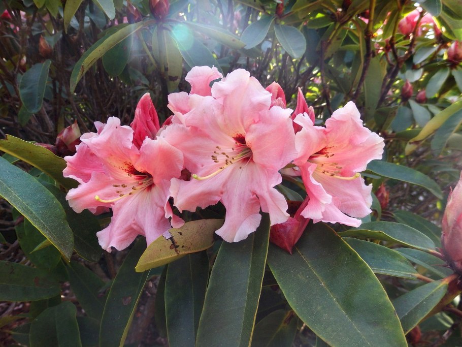 Рододендрон гибридный Hania