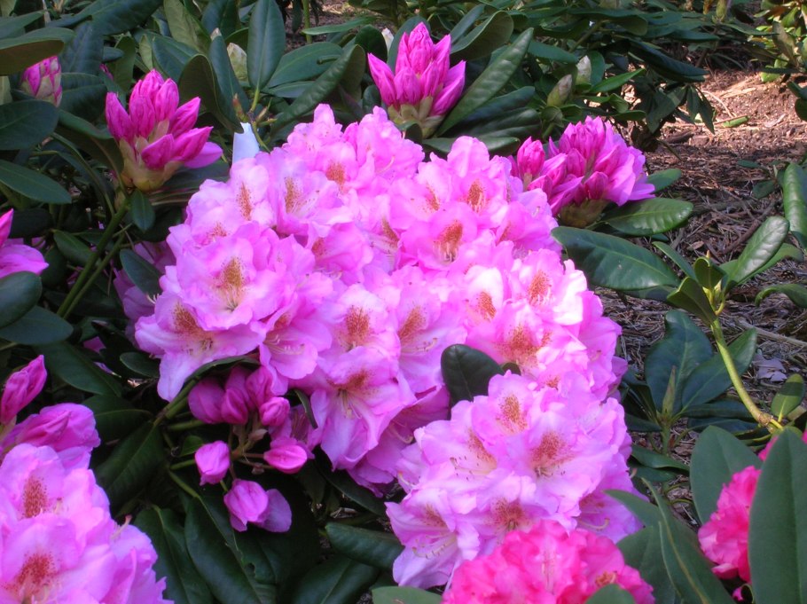 Рододендрон садовый Гаага